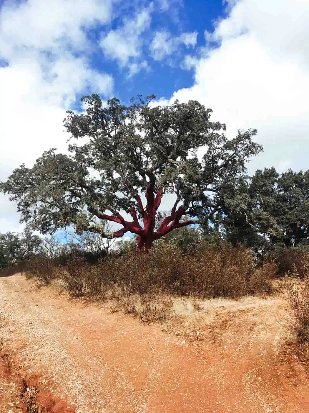 Secret spots in the Alentejo, Portugal #portugal #travel