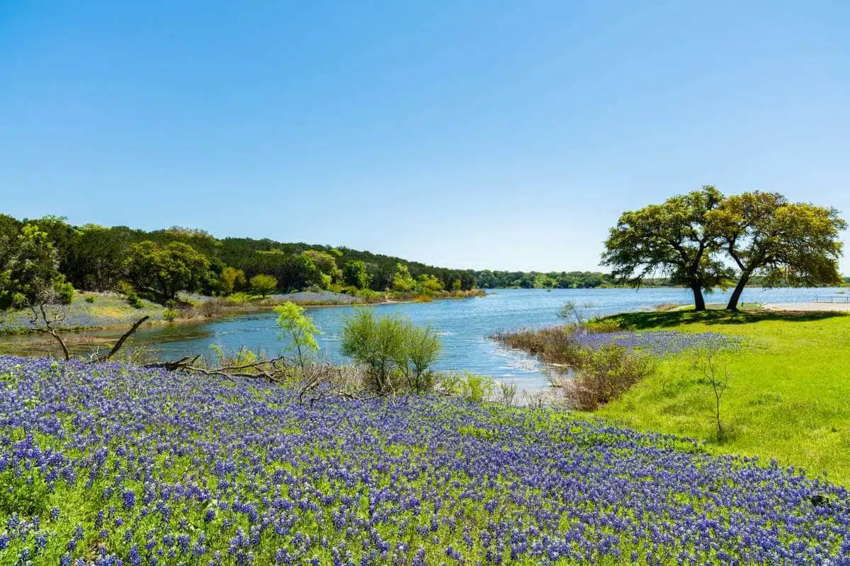 blue bonnets texas