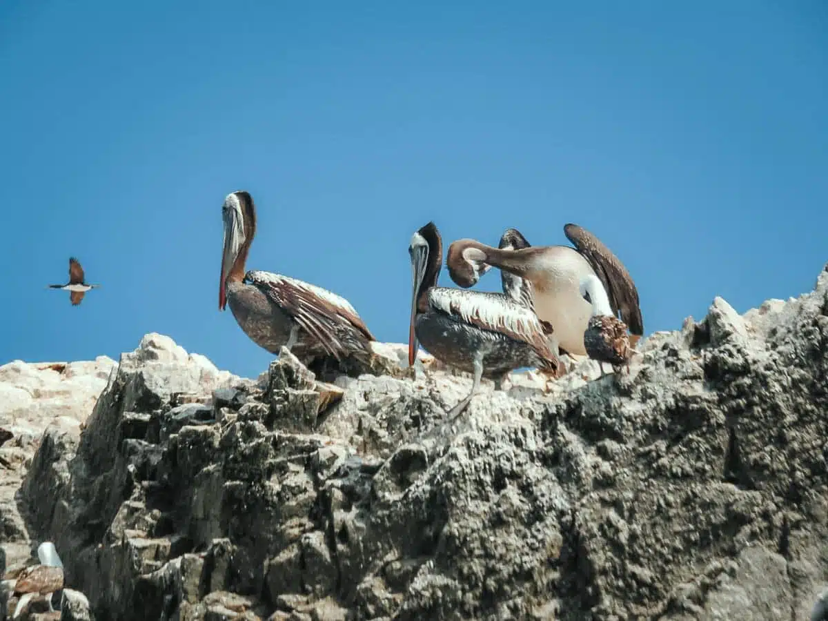 Booby birds on the Ballestas