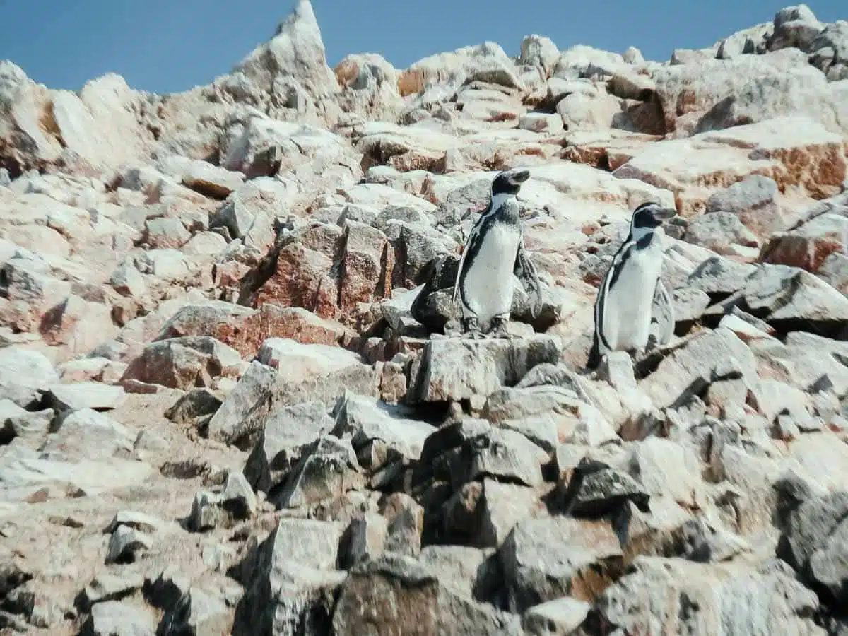 Humboldt Penguins at the Ballestas