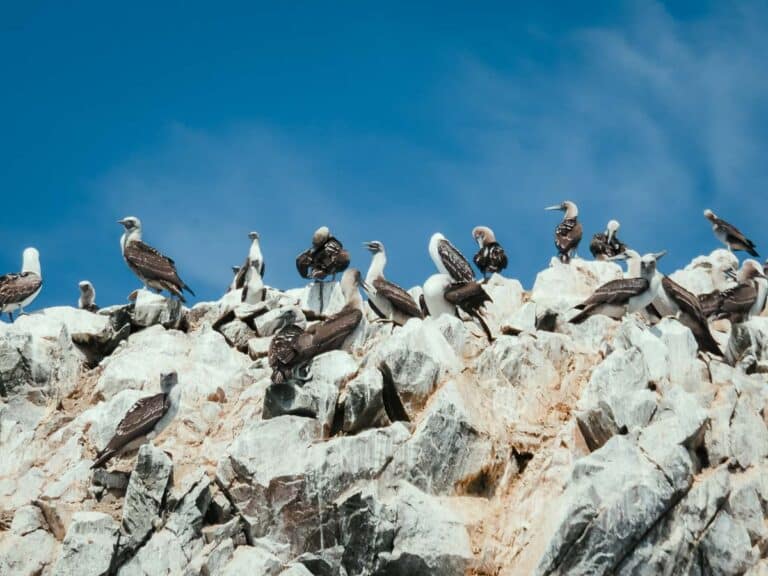 Ballestas Islands, Peru: Tours + Tips for Visiting This Wildlife-Filled Gem￼
