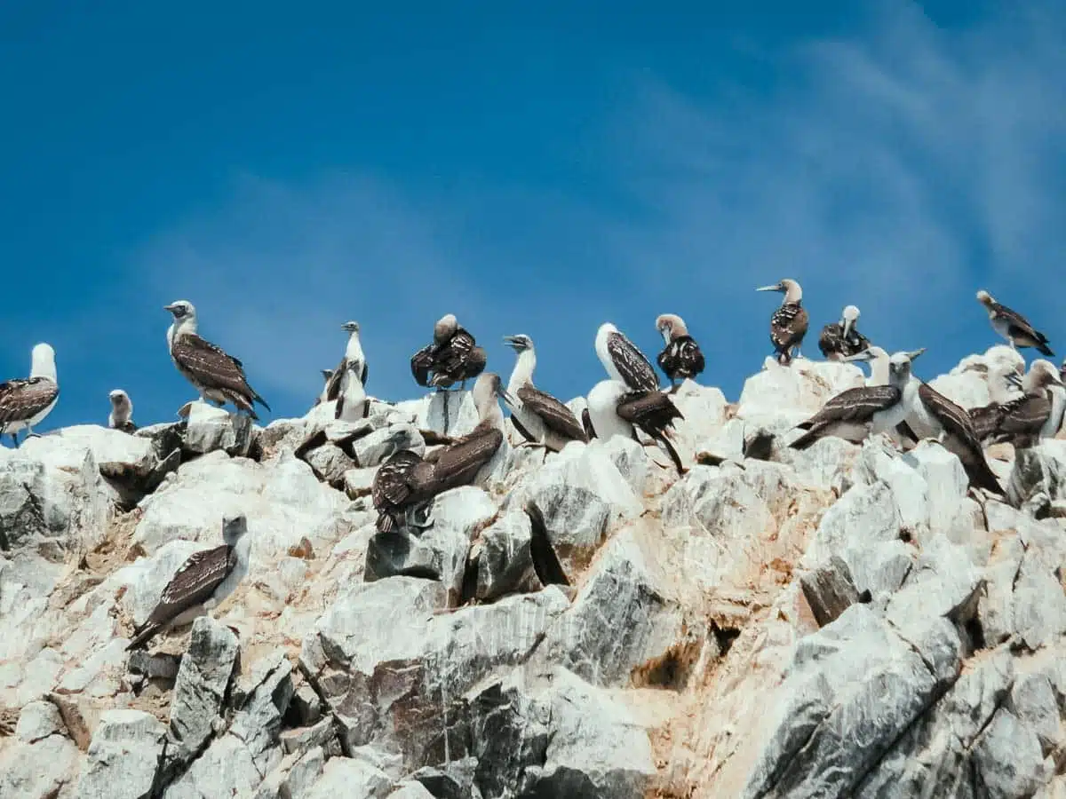 Ballestas Islands Peru