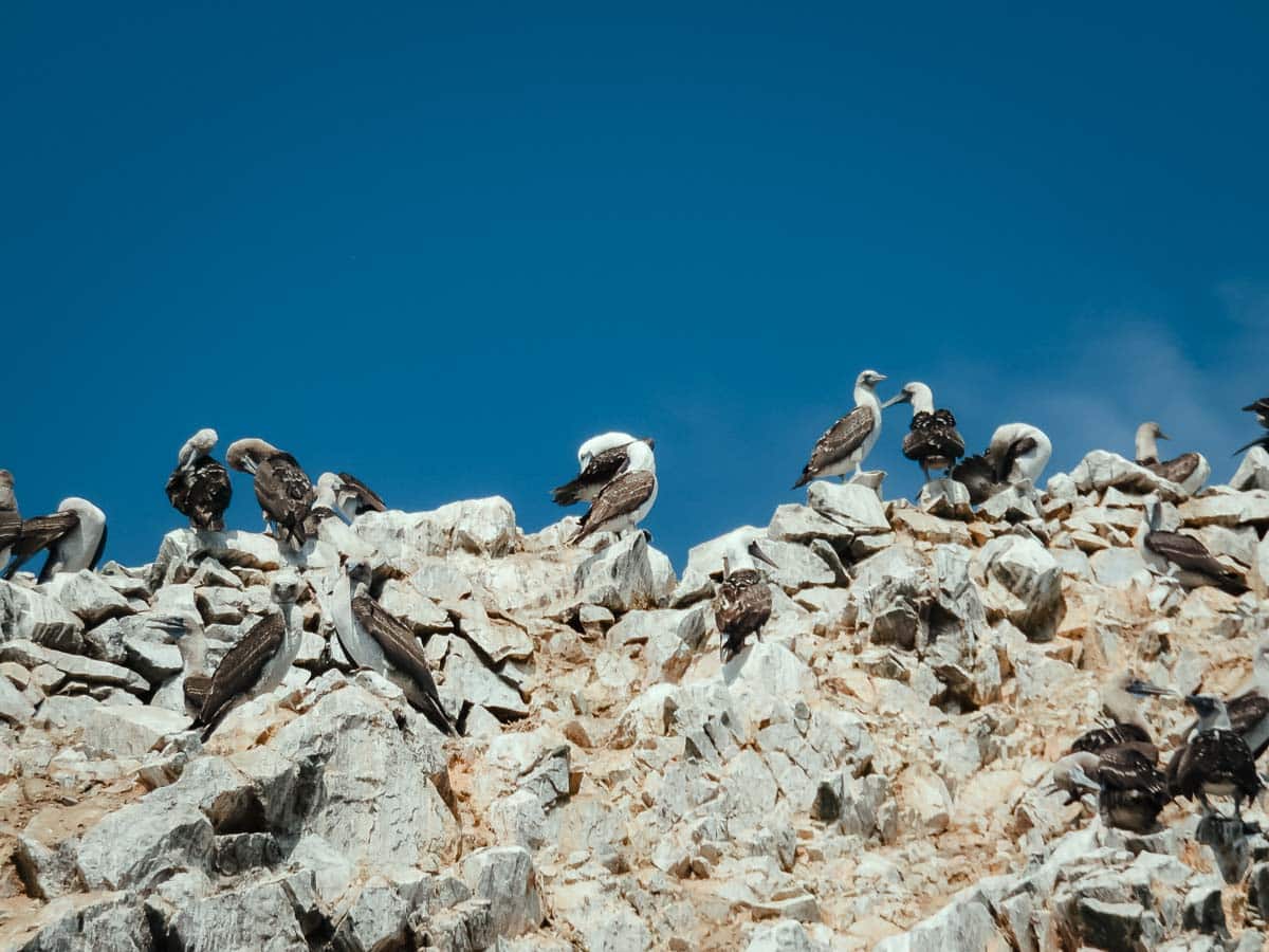 Birds on the Ballestas Islands 