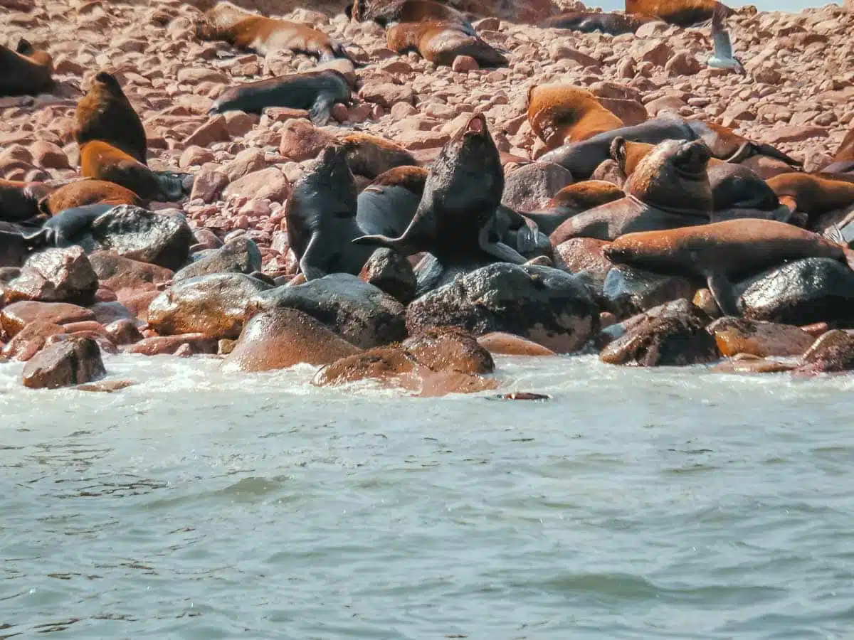 Sea Lions at the Ballestas