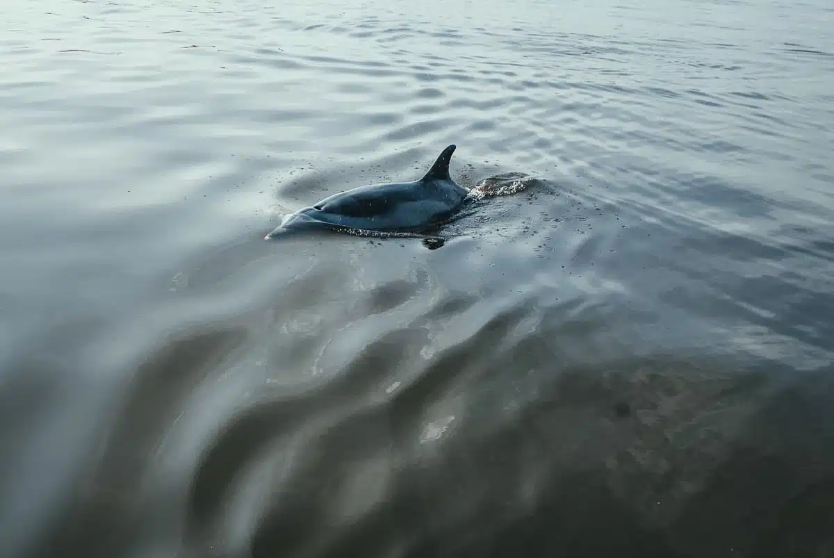 Dolphins near Paracas
