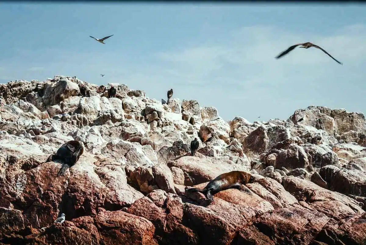 Birds flying over the islands