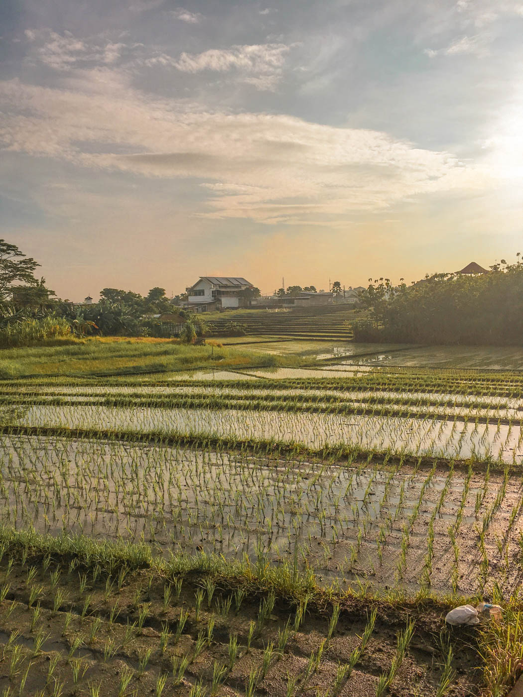 Canggu Rice Paddies