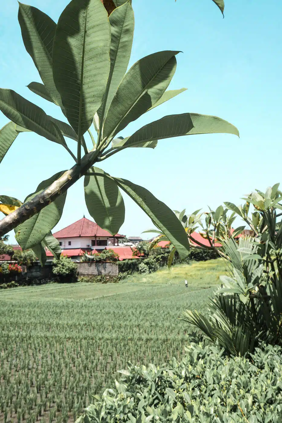 Canggu, Bali - Rice field