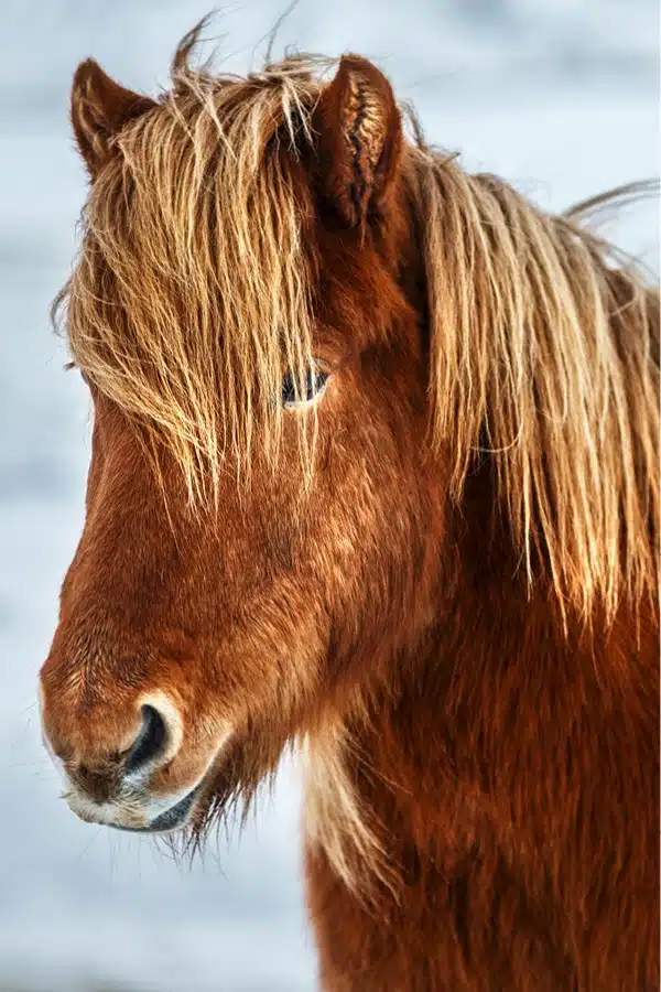 Icelandic Horse