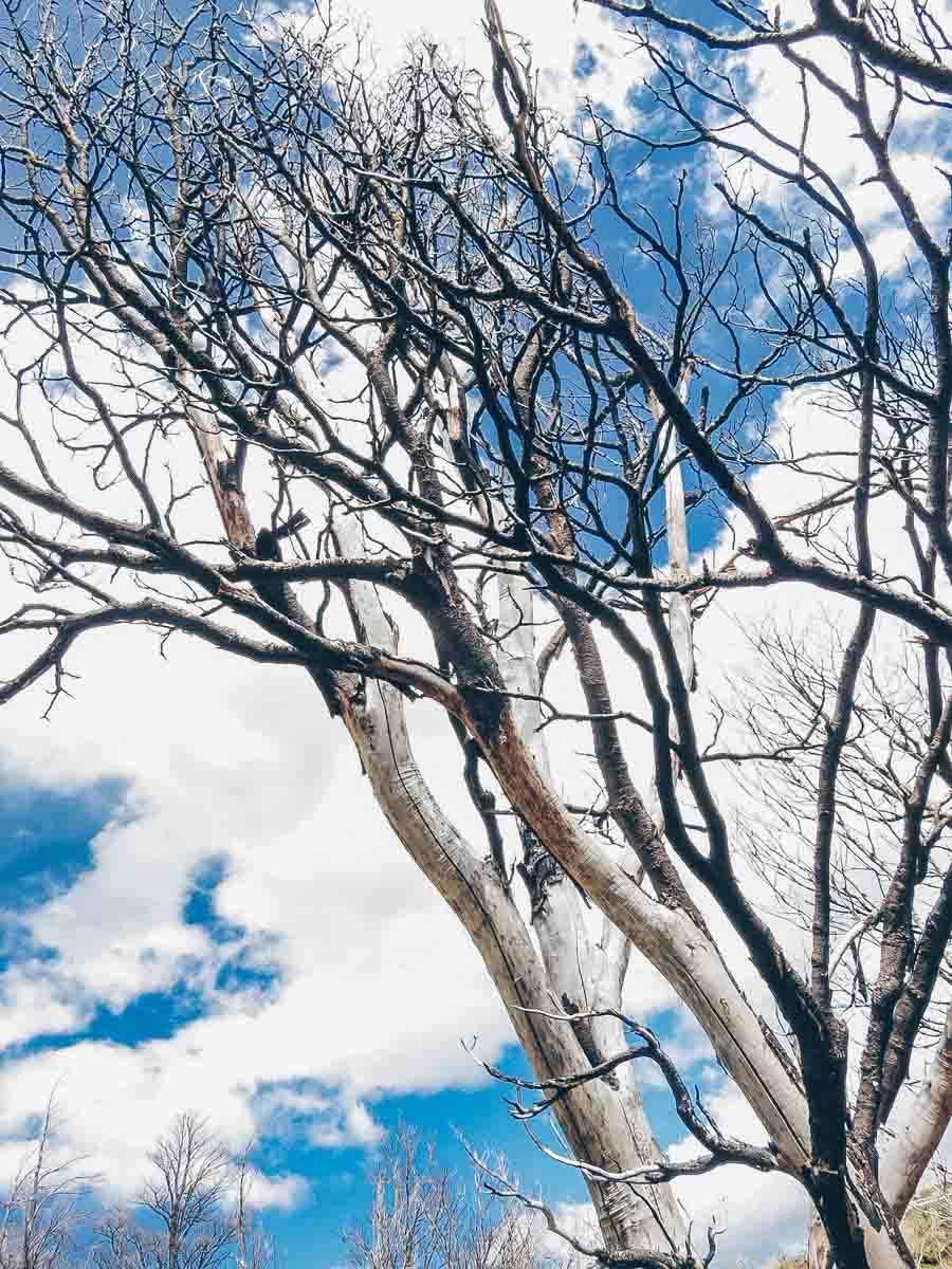 Burnt trees from wildfire