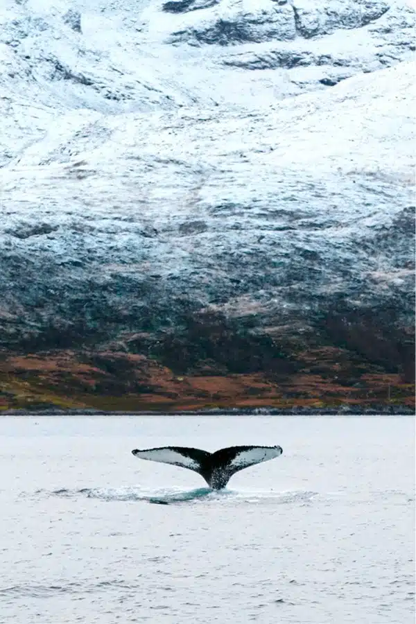 Whale Watching in Iceland