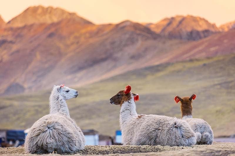 Llamas in South America