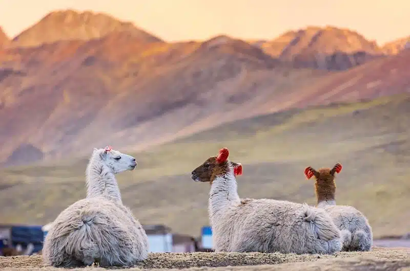 Llamas in South America