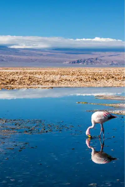 Laguna Chaxa - Atacama Desert