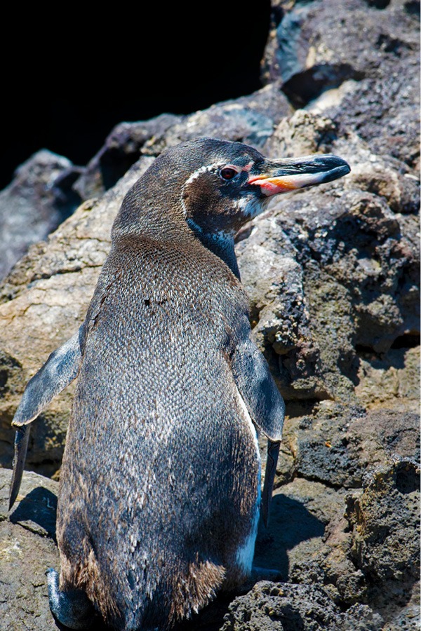 Penguin in the Galapagos Islands
