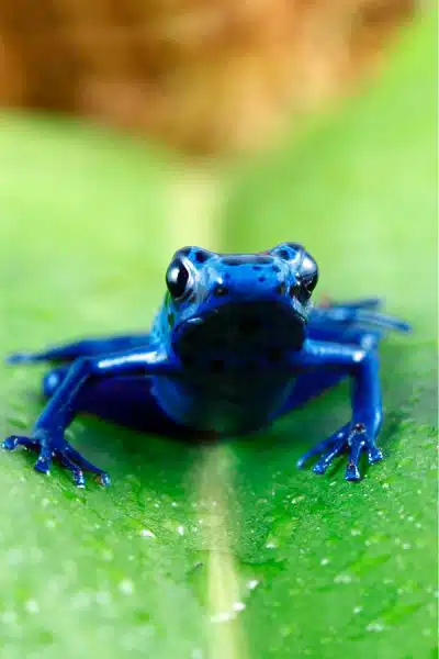 Blue poison dart frog in Suriname
