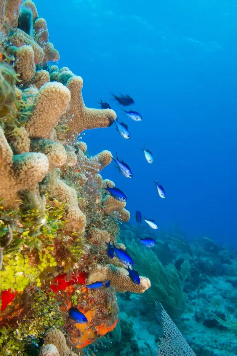 Great Barrier Reef