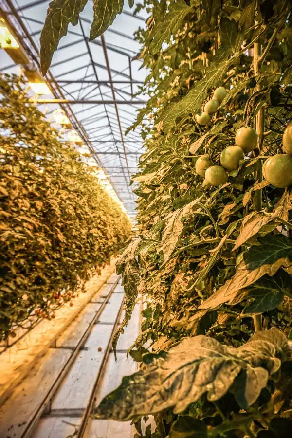 Tomatoes at Friðheimar