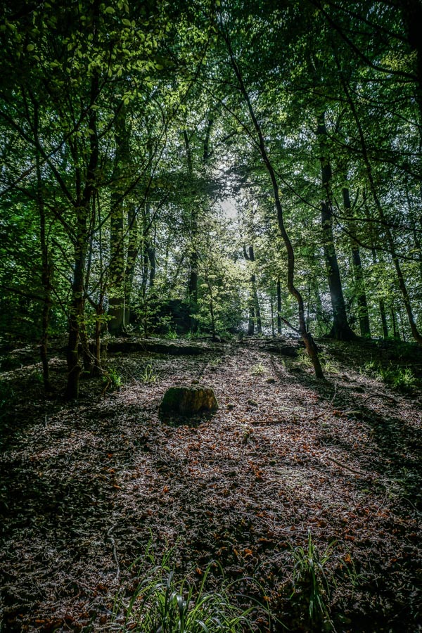 Hiking through dappled forests 