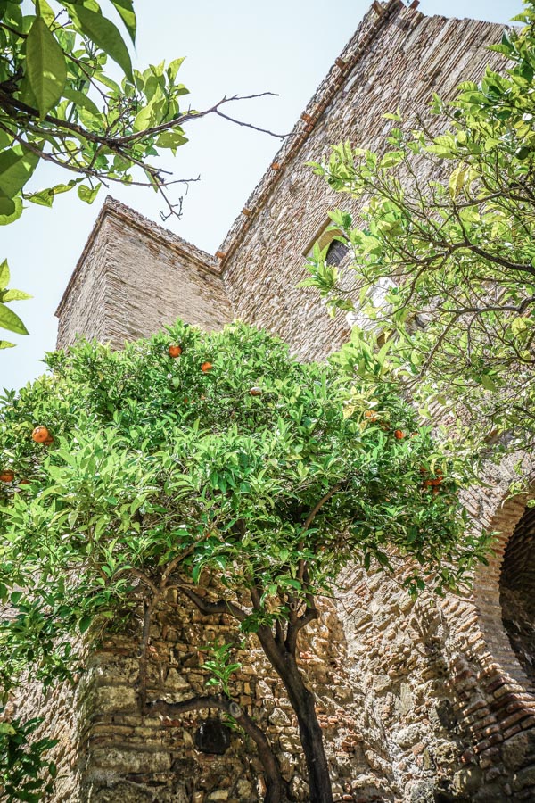 Orange trees and restored buildings in the Malaga Palace. Malaga, Spain might be best known as a beach destination, but visitor's shouldn't miss the gorgeous Alcazaba palace. Hands down the best thing to do during your travels to Malaga. Here's why... #spain #europe #traveltips