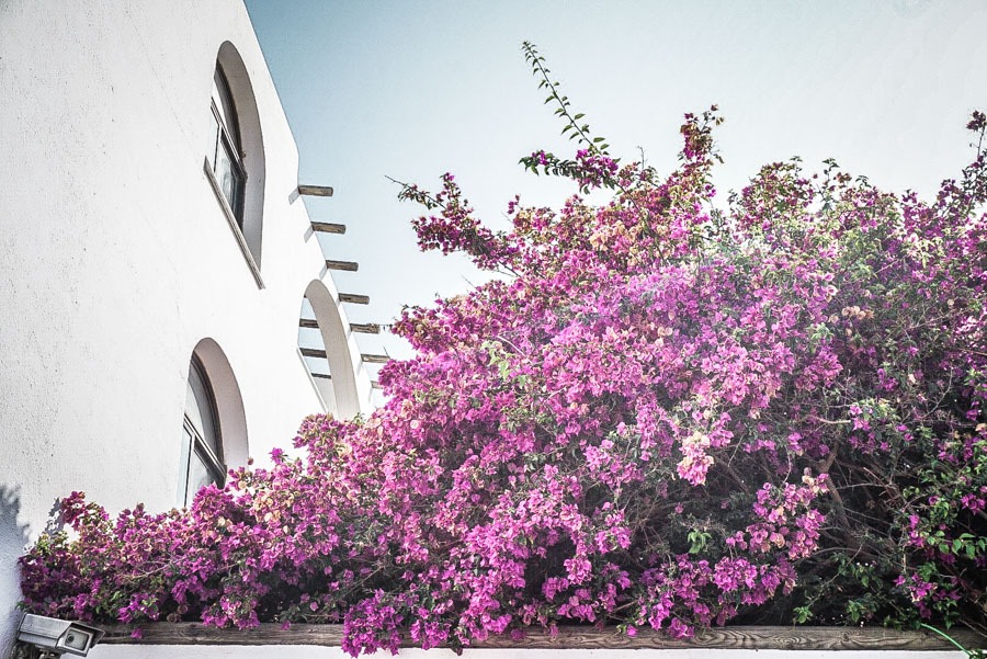 Bougainvillea and whitewashed building mojacar