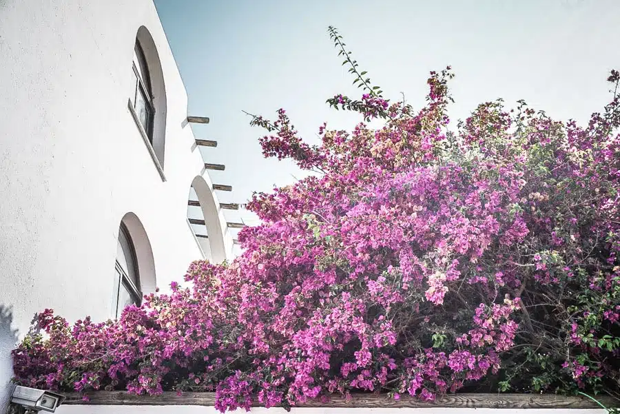 Bougainvillea and whitewashed building mojacar