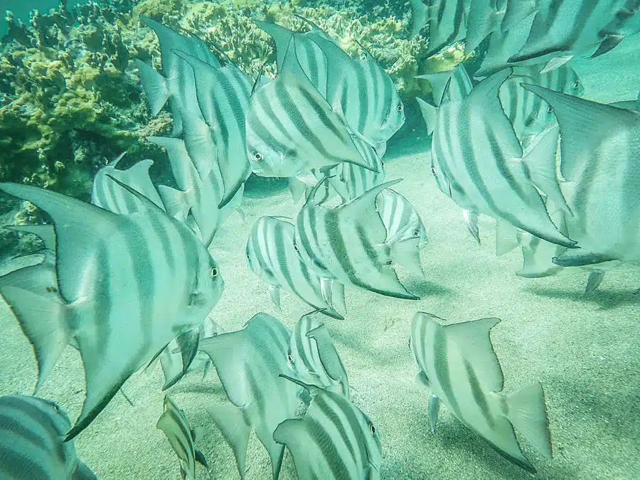 Under the Sea in Nevis 