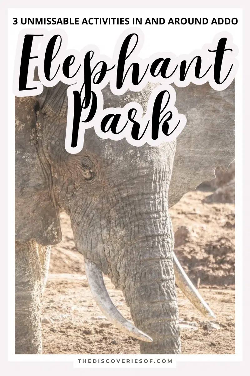 3 Unmissable Activities in and Around Addo Elephant Park