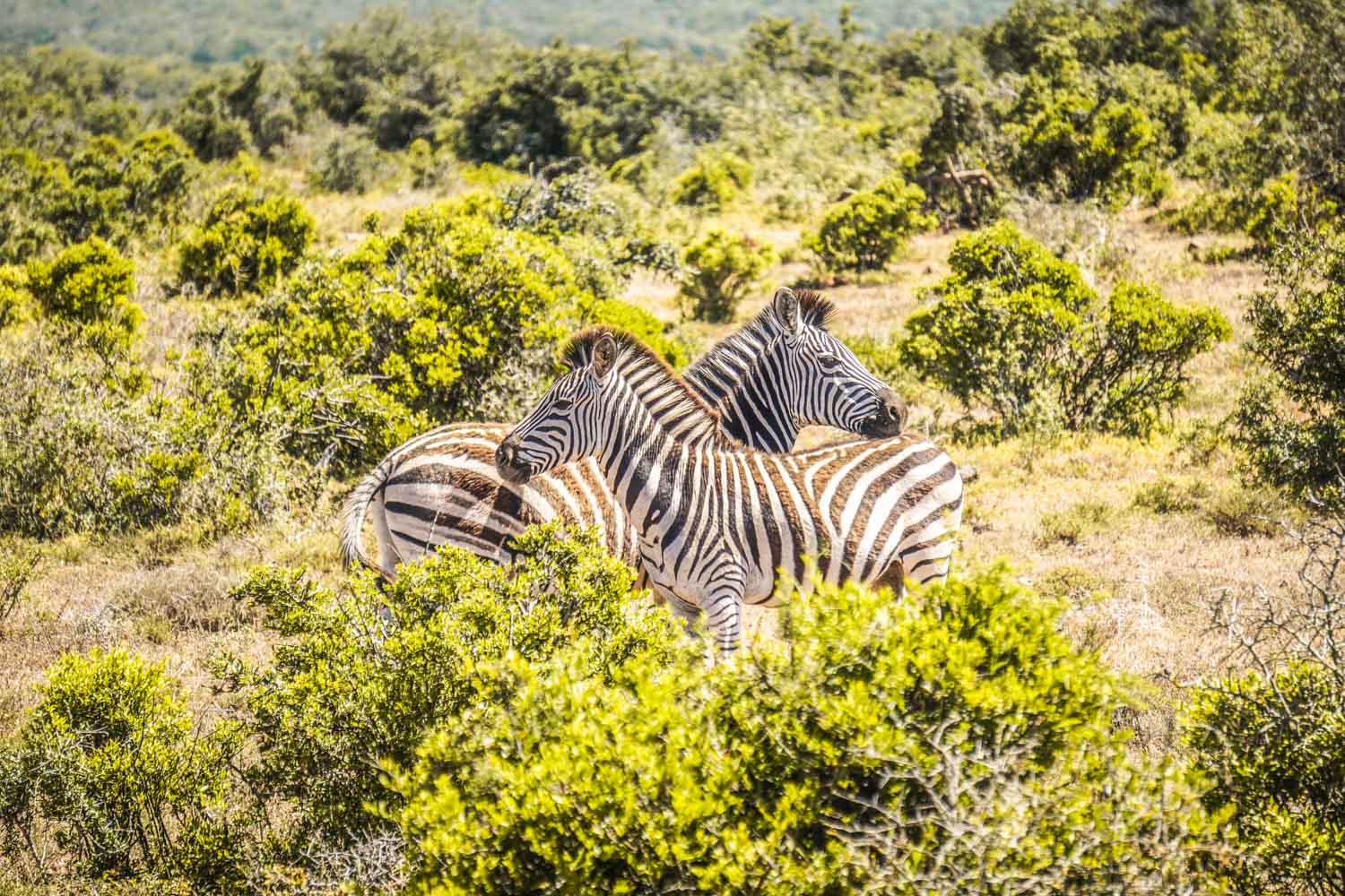 Addo Elephant National Park - Safari Guide