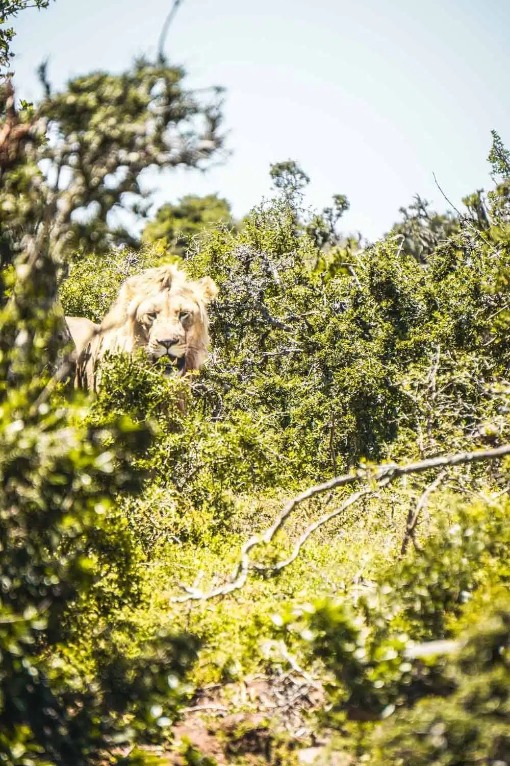 Lion gazing in Addo Game Reserve, South Africa