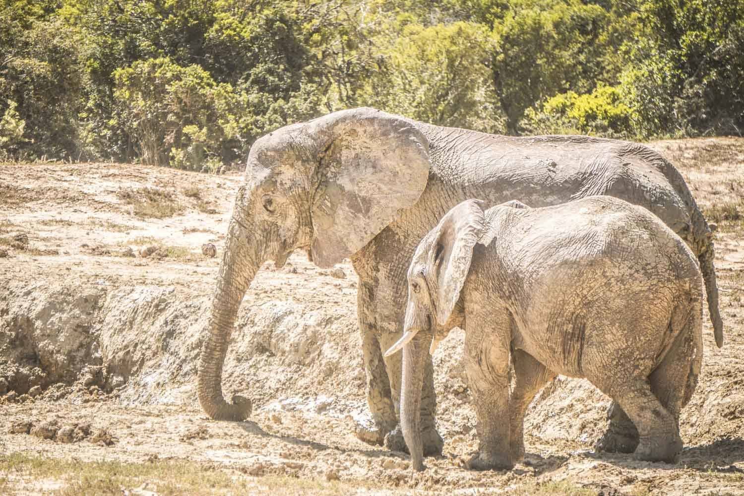 Getting up, close and personal with the elephants in Addo