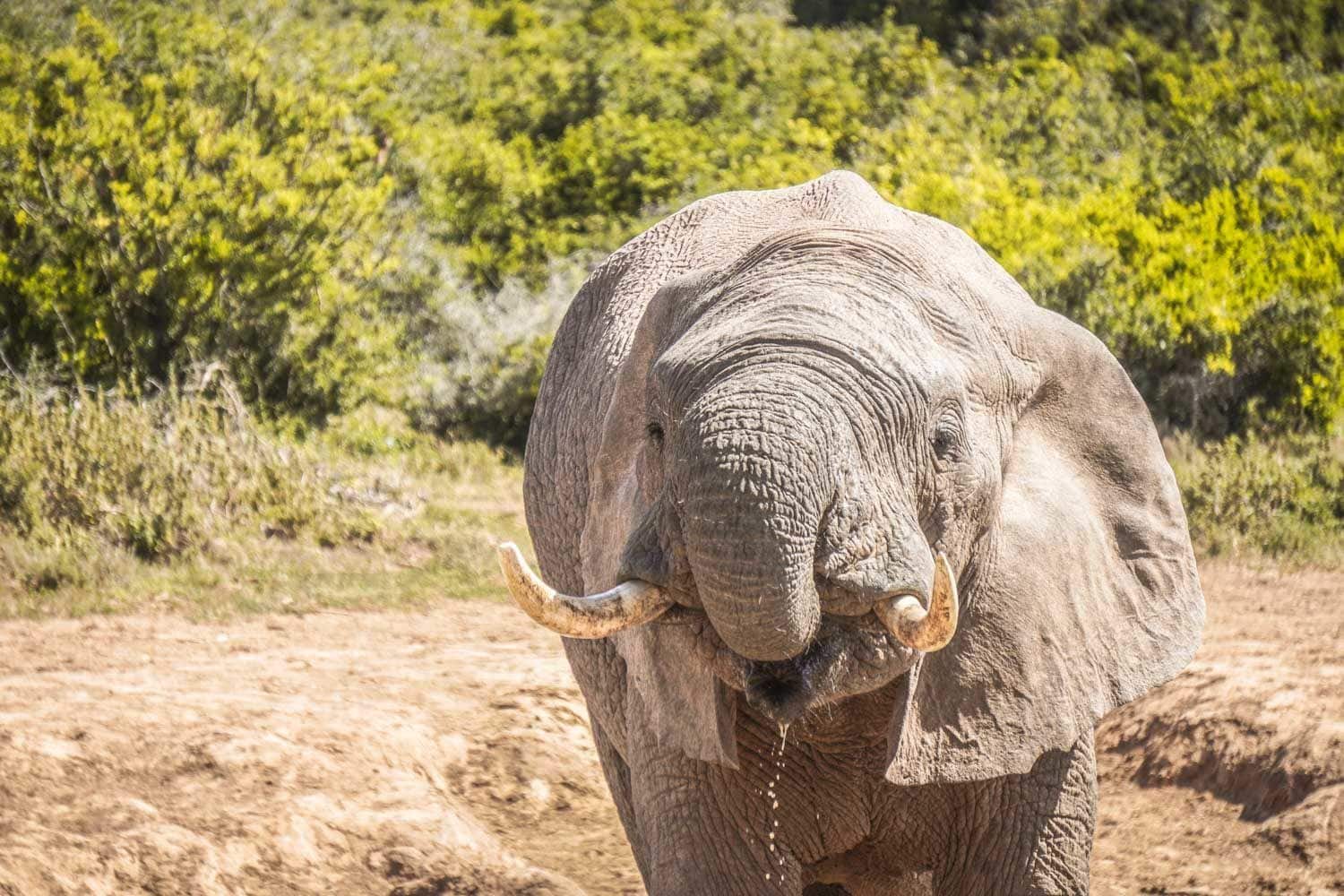 Elephant drinking water at Addo Game Reserve