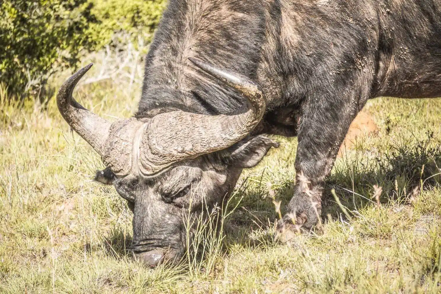 Cape Buffalo in the Eastern Cape