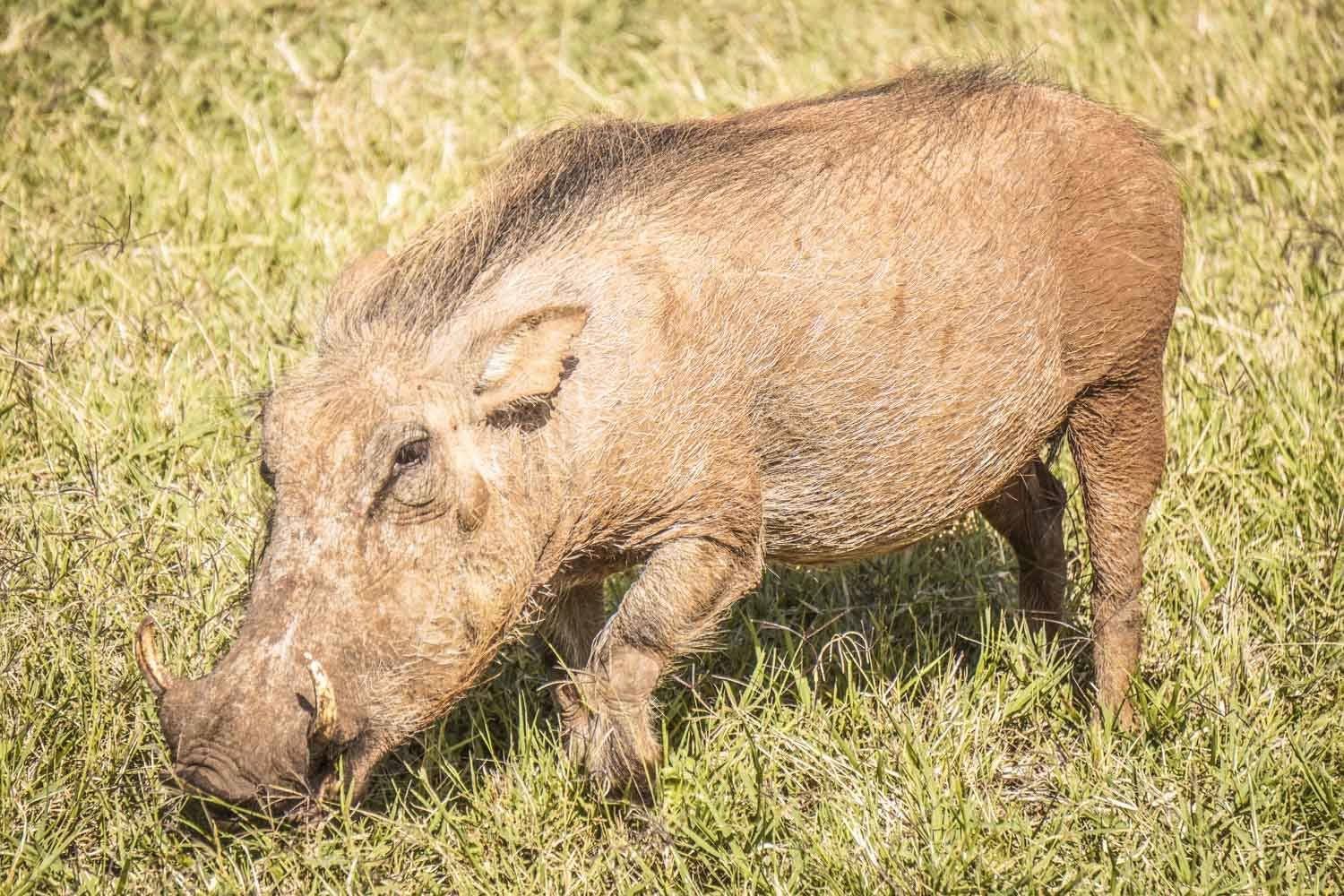 Warthog in Addo National Park