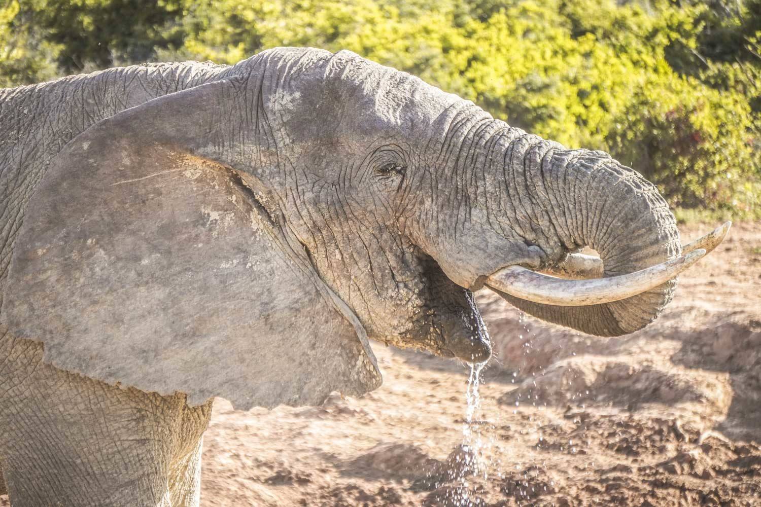 Elephants in Addo Elephant National Park