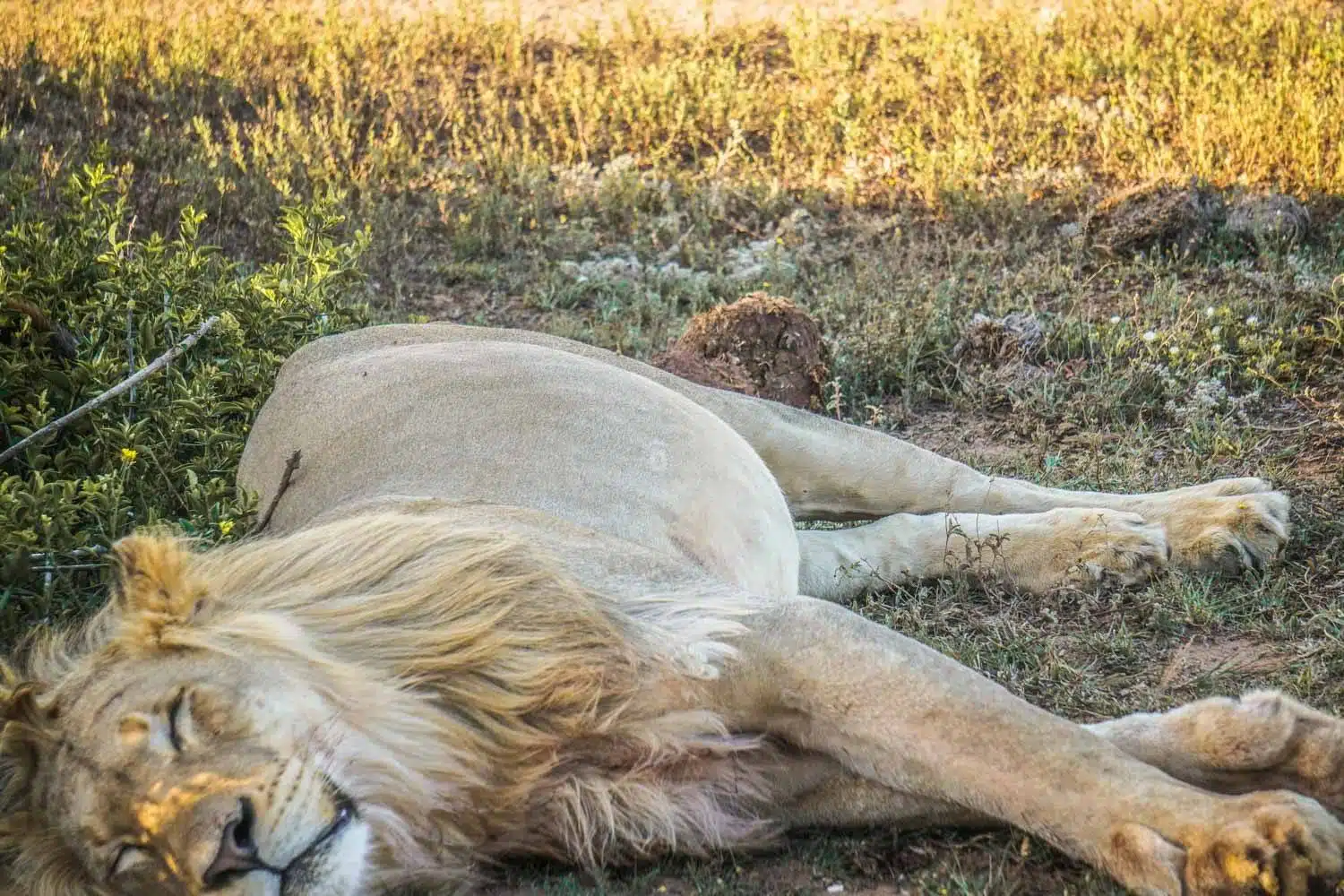 Lion at Rest in Addo Elephant National Park