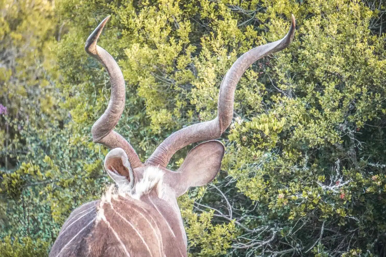 Kudu in Addo