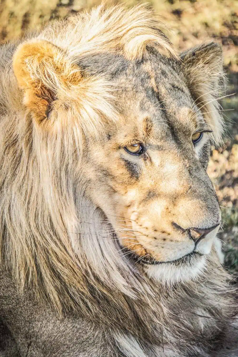 Male lion at Addo Elephant National Park