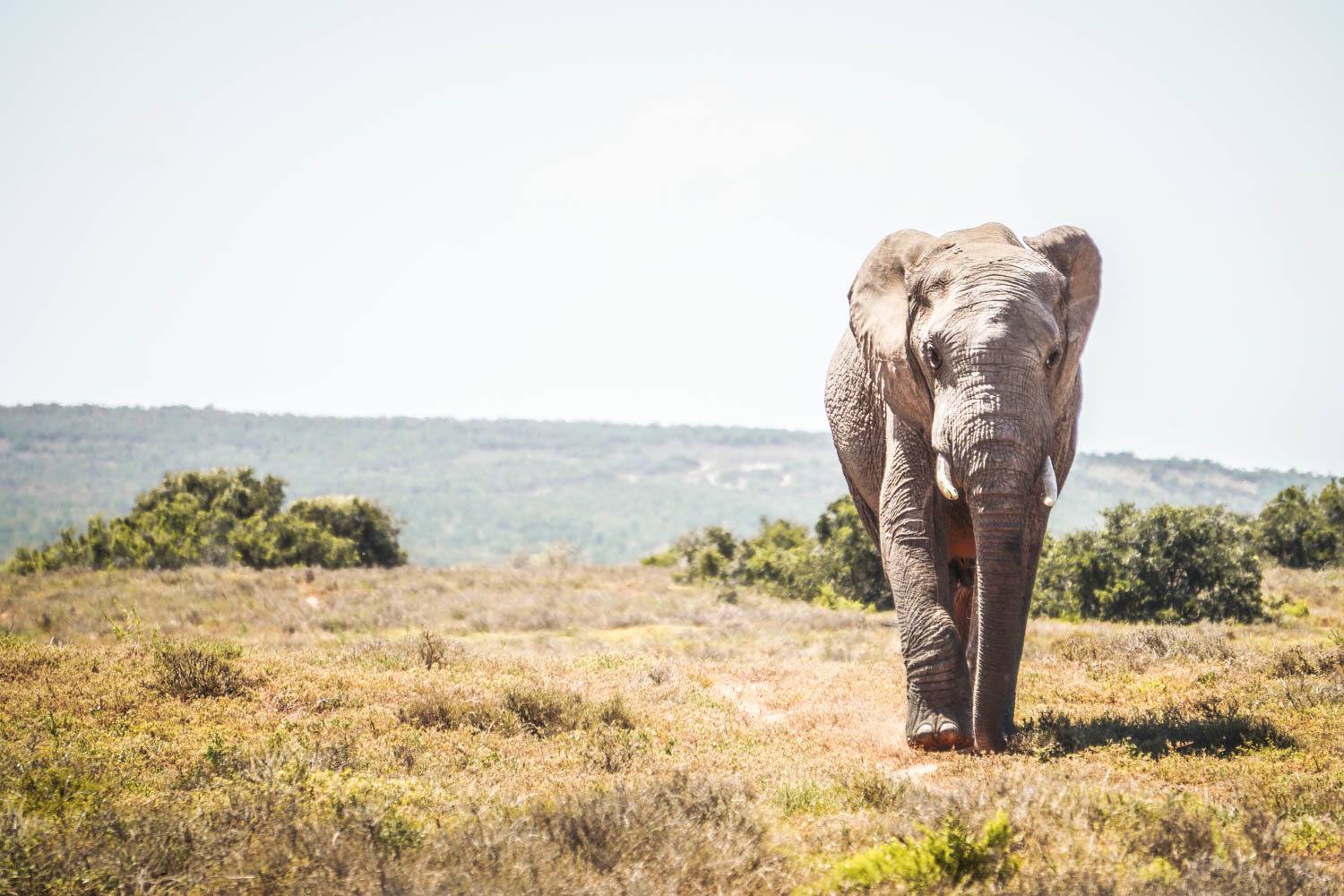 Walking Elephant at Addo National Park