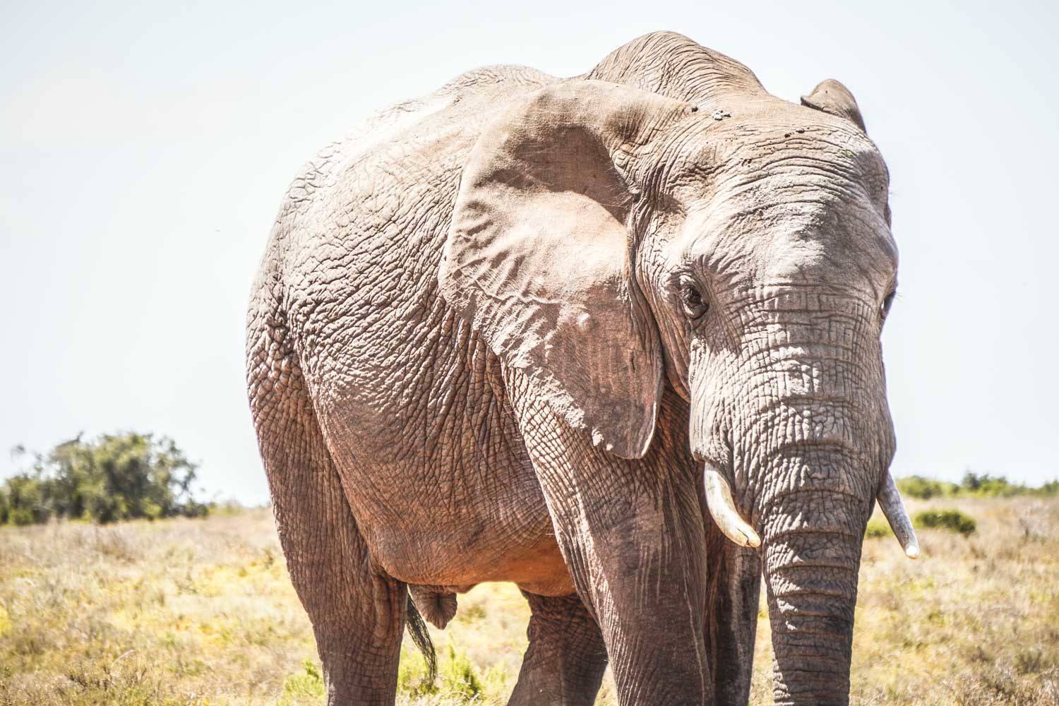 Elephant in Addo Game Reserve