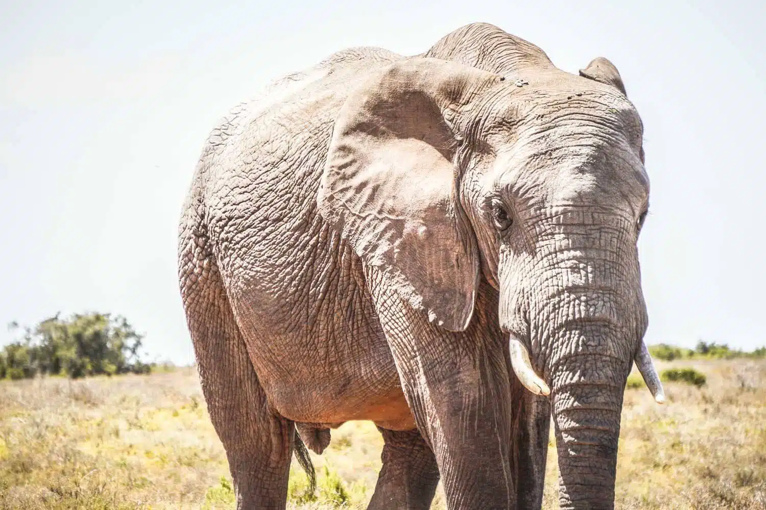 Elephant in Addo Game Reserve