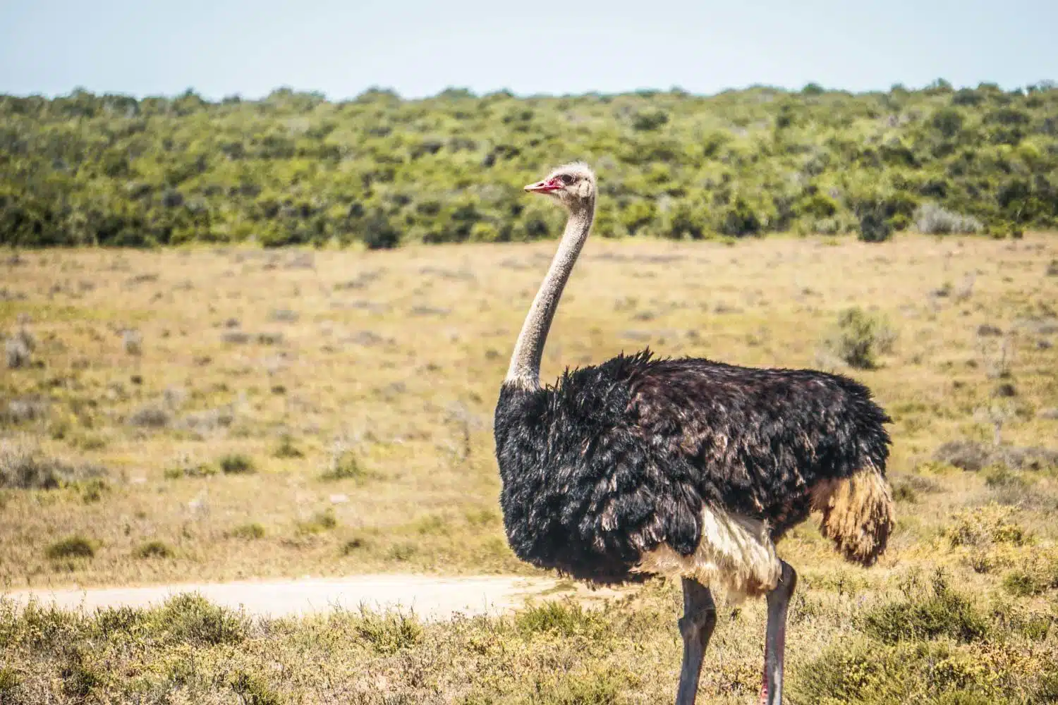 Male Ostrich in Addo 