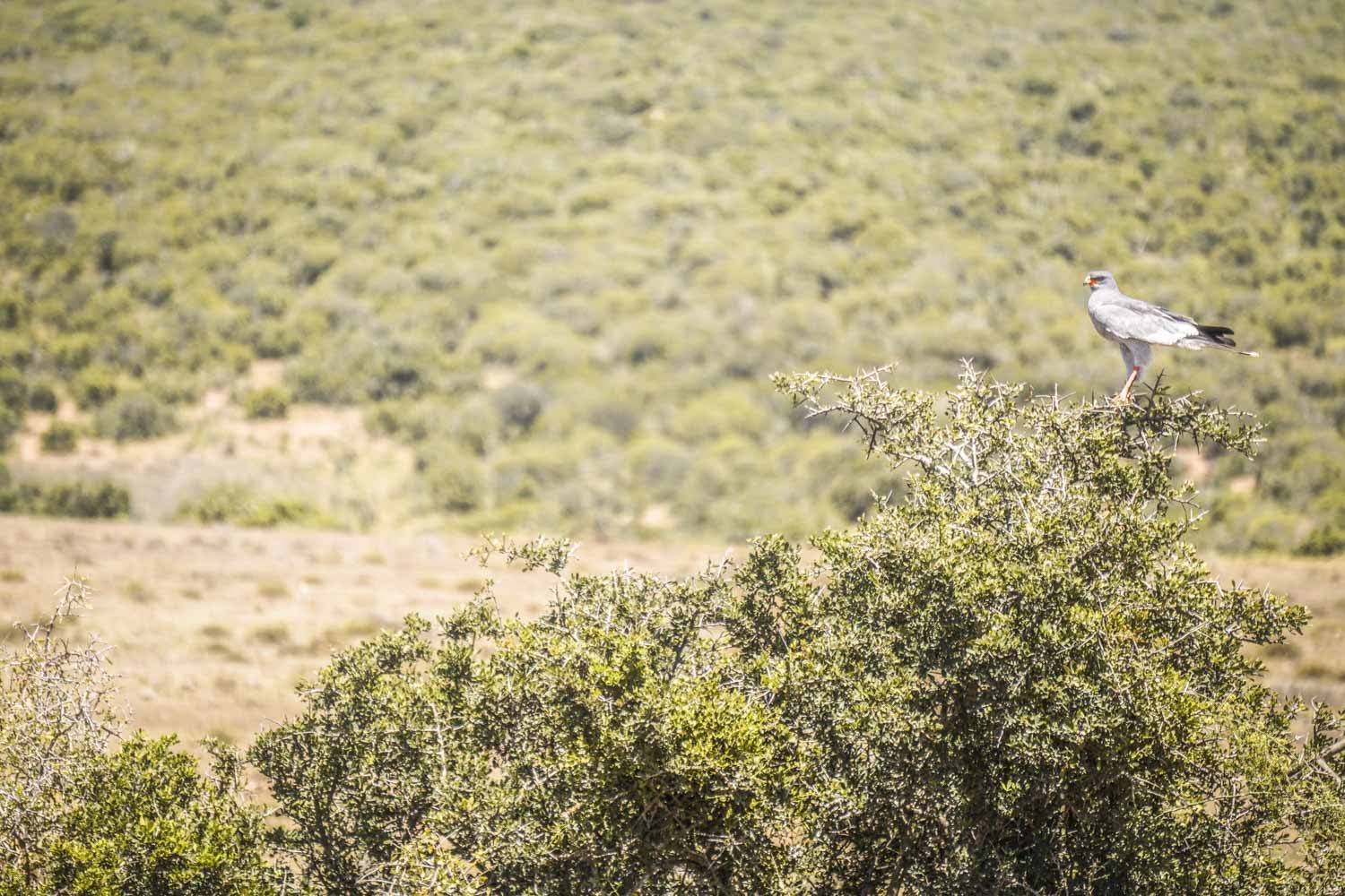 Pale Chanting Goshawk