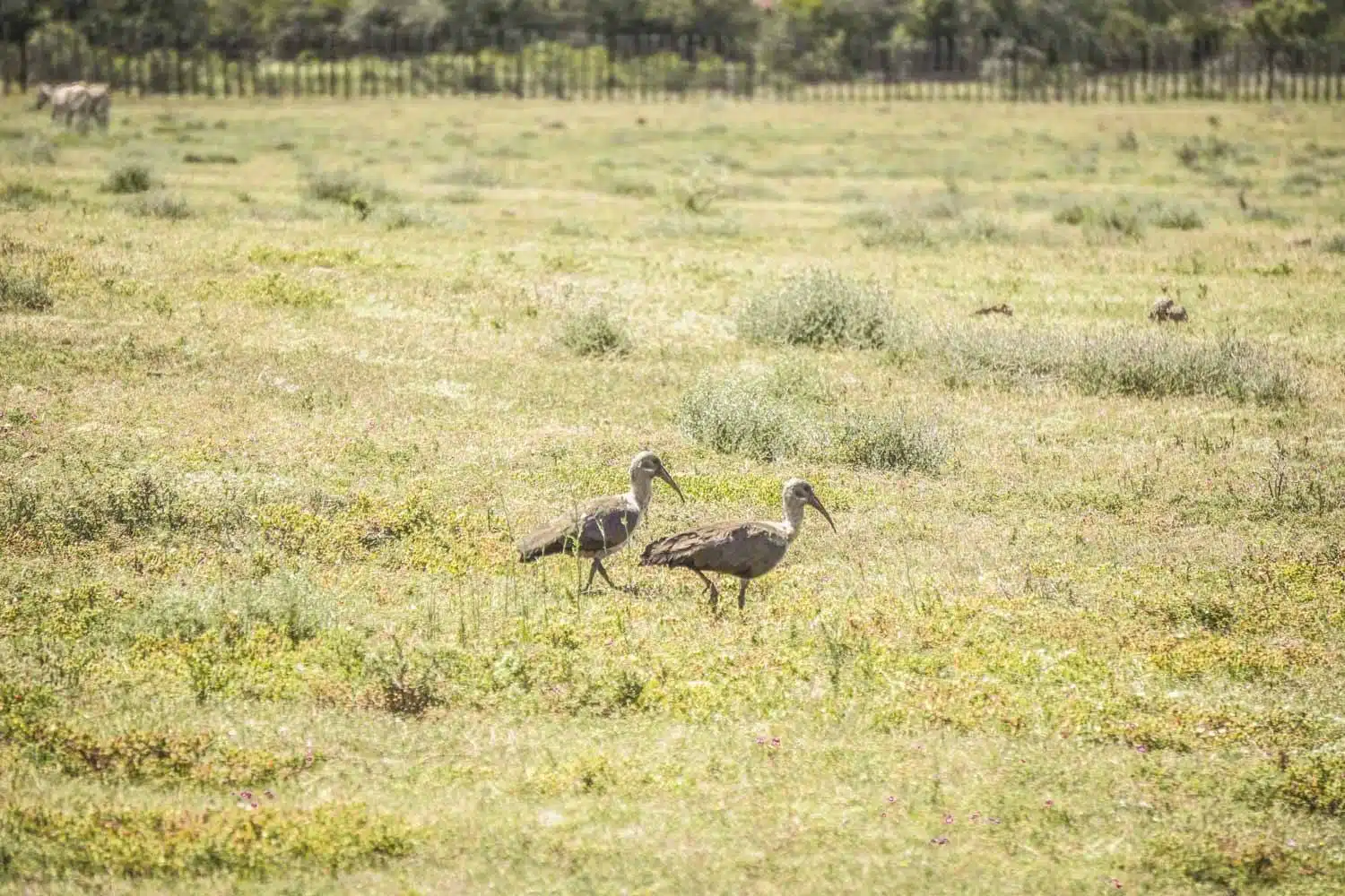 Hadada Ibis