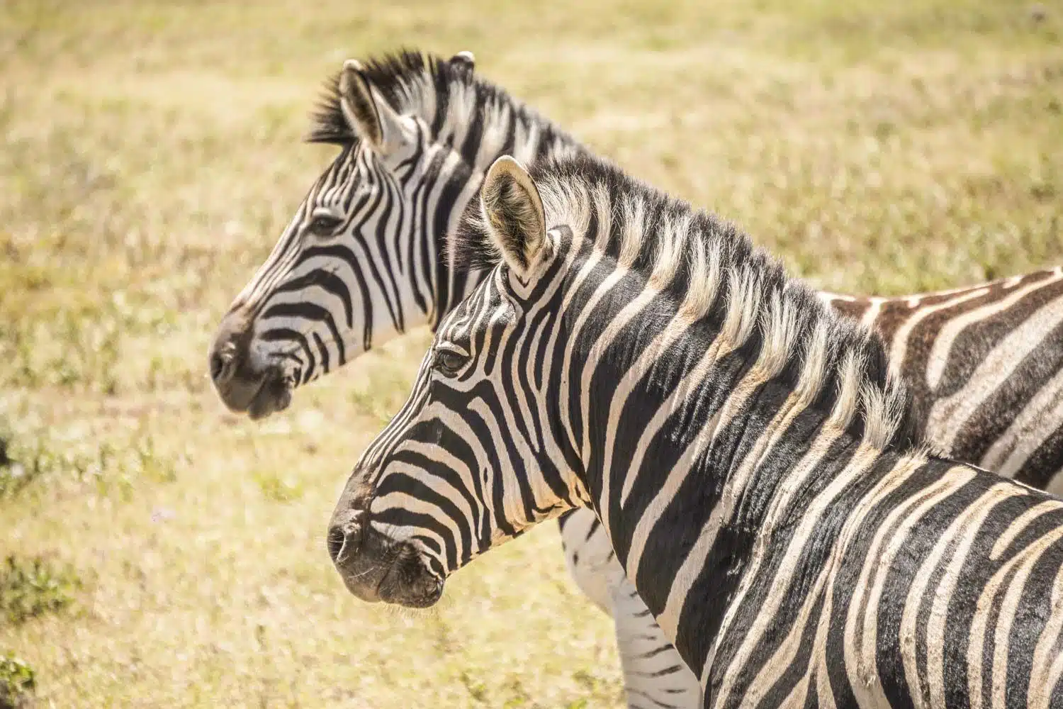 Zebras in Addo Elephant National Park