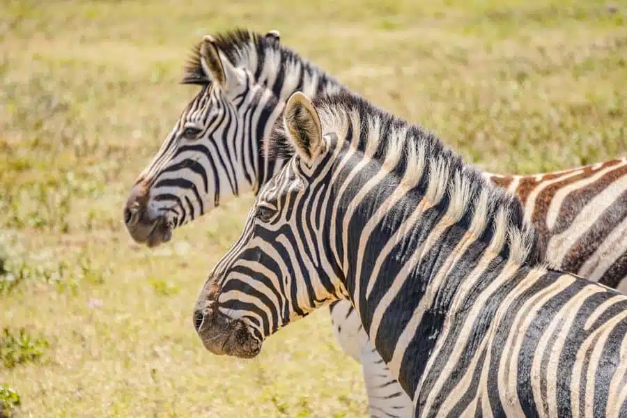 Addo Safari - Zebras 