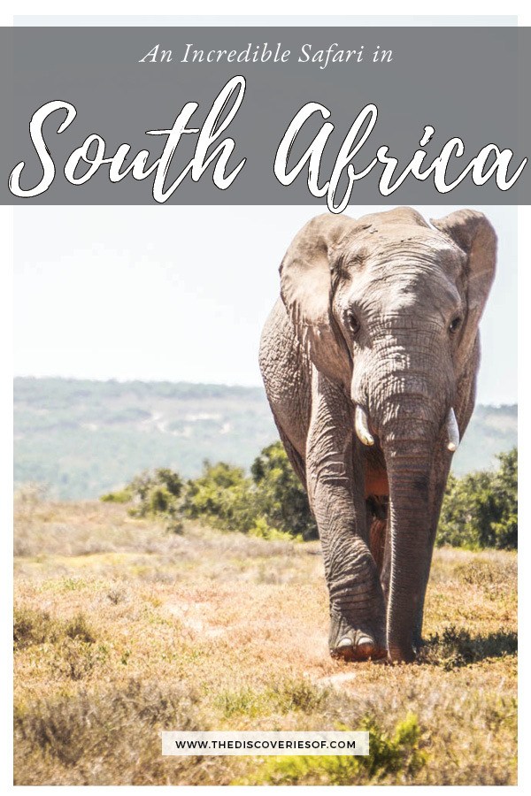 Planning an African safari? Here's why you will love Addo Elephant National Park in South Africa #travel #africa #adventure