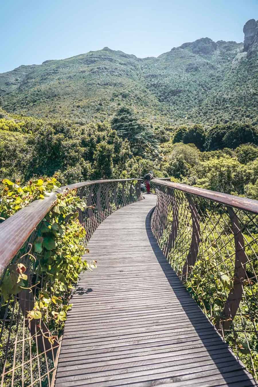 Boomslang walkway at the Kirstenbosch National Botanical Gardens