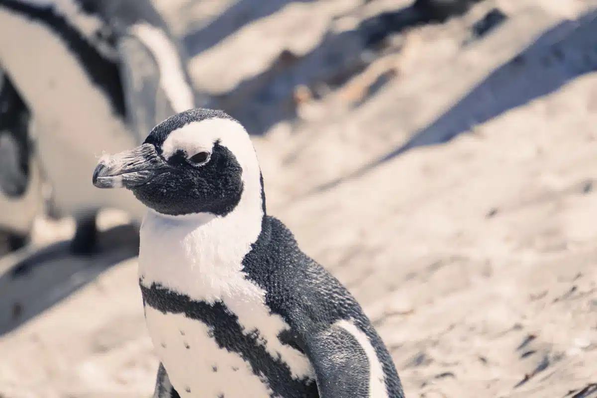 Penguins Boulders Beach