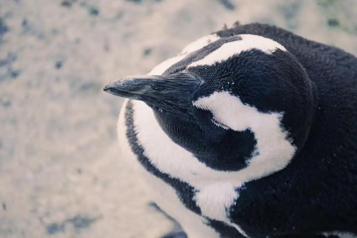 Penguins Boulders Beach